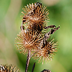 Burdock