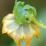 Bur Marigold Phyllaries