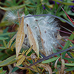Butterfly milkweed seed