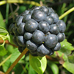 Carrion Flower