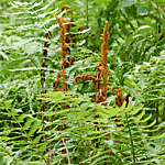 Cinnamon Fern