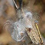 Common Milkweed Seed
