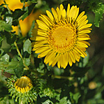 Curly-cup Gumweed