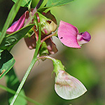 Everlasting Pea