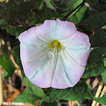 Field Bindweed