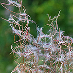 Fireweed
