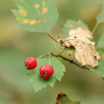 Hawthorn Fruit