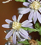 Heart leaved aster