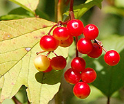 American Highbush Cranberry