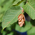 Ironwood seed