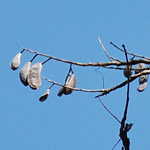 Kentucky Coffeetree