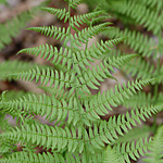 Lady Fern
