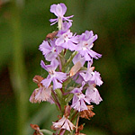 Lesser Purple Fringed Orchid
