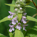 Marsh Hedge-nettle