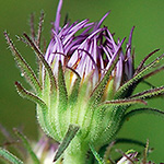 New England Aster phyllaries