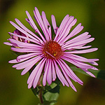 New England aster