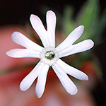 Night Flowering Catchfly