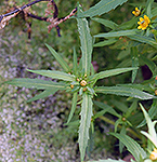 Nodding Bur Marigold leaf