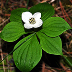 bunchberry