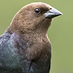 brown headed cowbird