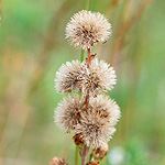 Northern Blazing Star seeds
