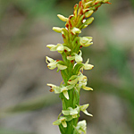 Northern Green Orchid