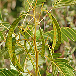 Partridge Pea