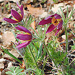 Pasque Flower
