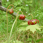 pitcher plant in the quaking bog