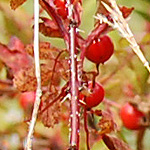 Prairie Wild Rose hips
