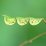 Pointed-leaf ticktrefoil