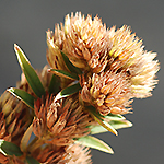 Roundheaded Bushclover