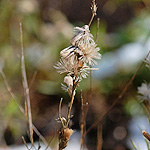 Shaggy Blazing Star