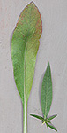 Showy Goldenrod leaf