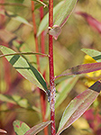 Showy Goldenrod stem