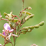Showy Ticktrefoil