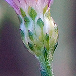Sky blue aster phyllaries