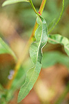 Smooth aster leaf