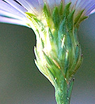 Smooth blue aster phyllaries