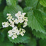 Southern Arrowwood