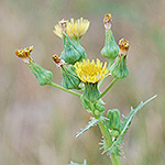 Spiny Sow Thistle