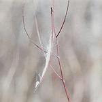 Spreading Dogbane seed