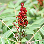 Staghorn sumac fall fruit