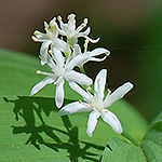 Starry False Solomon's Seal