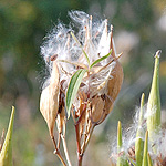 Swamp Milkweed