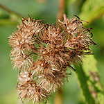 Sweet Joe-Pye Weed