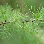 Tamarack