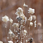 Thimbleweed seed