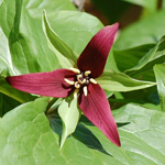 Purple Trillium