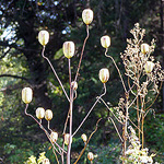 Turk's Cap Lily Seed Pod